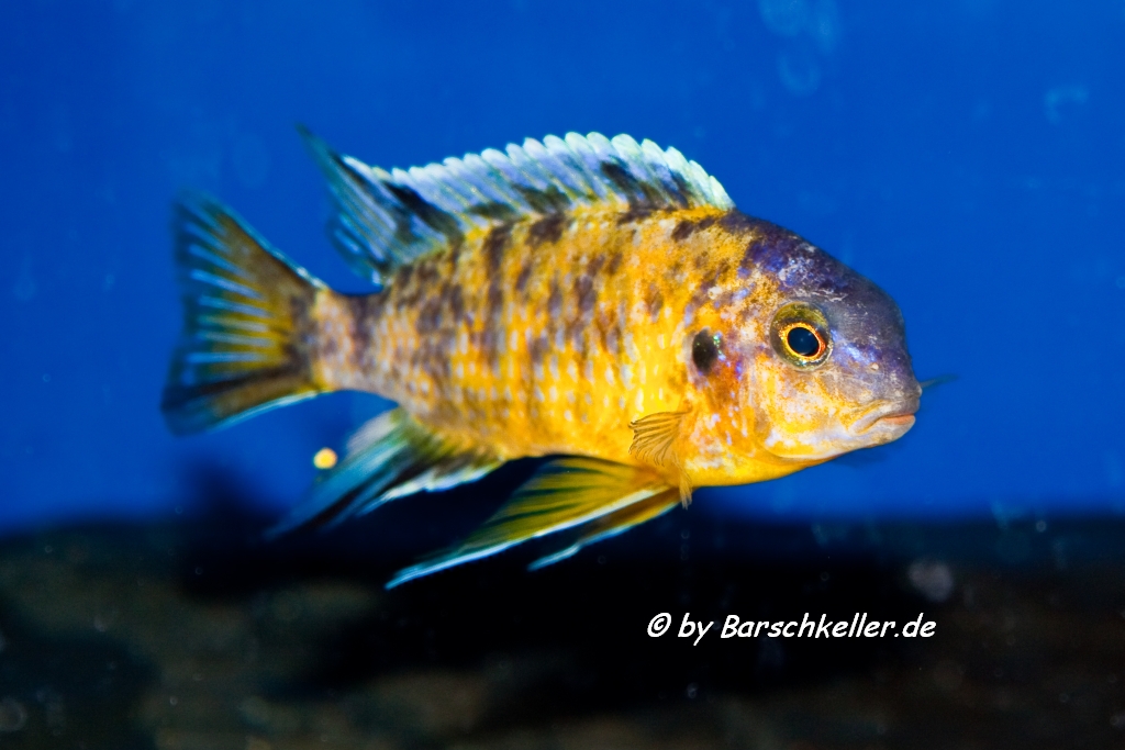 Tropheops makonde MC Tropheops makonde MC