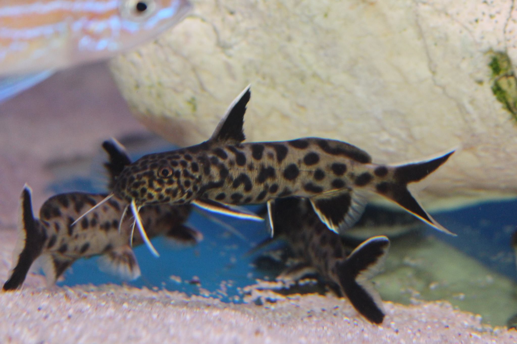 Synodontis lucipinnis thomas engel aqua treff