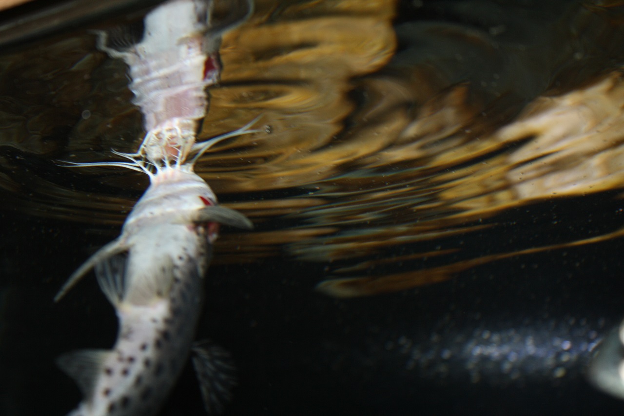 Synodontis njassae