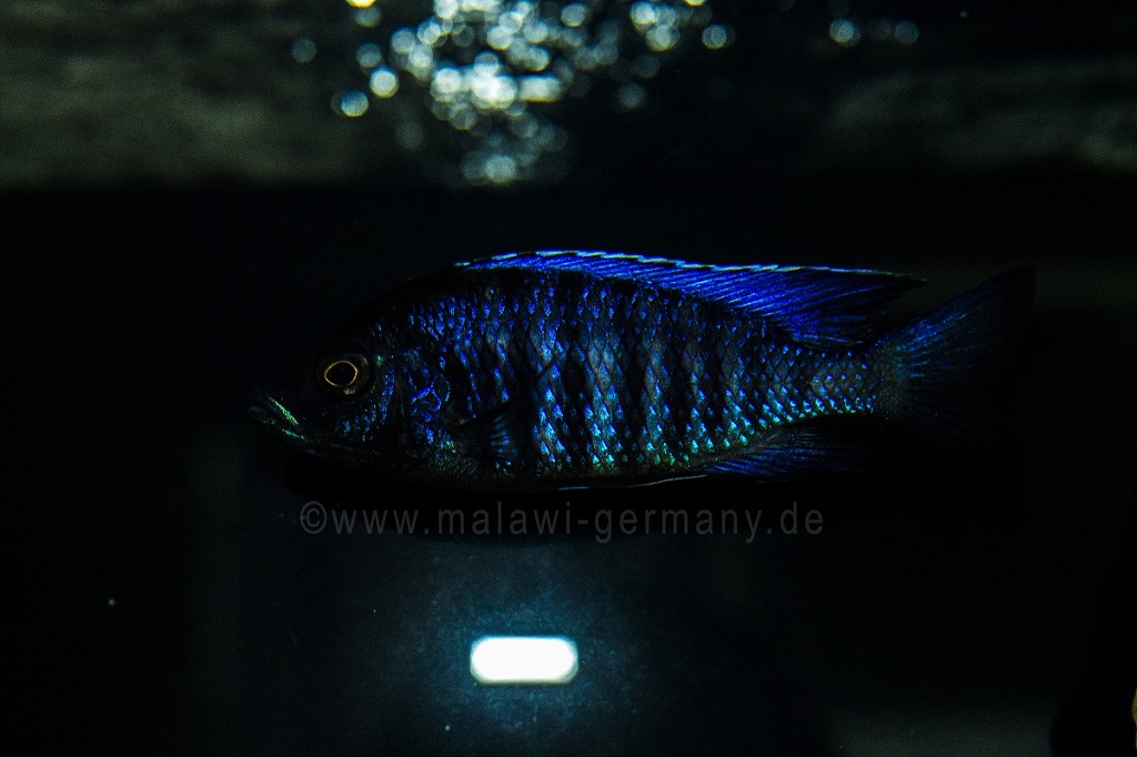 Copadichromis sp. blue face kawanga 1