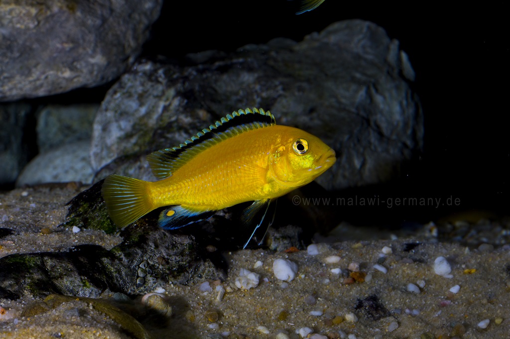 Labidochromis caeruleus yellow kakusa