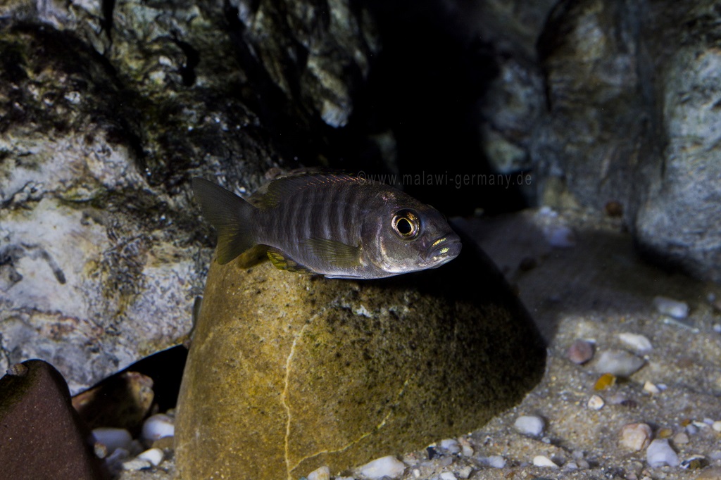 Sciaenochromis ahli 6