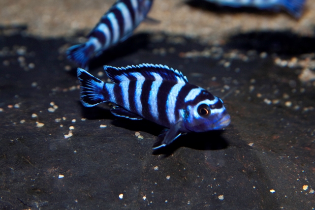 demasoni