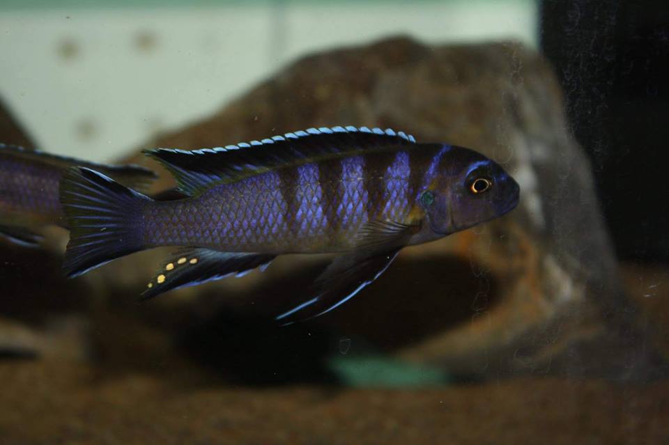 Cynotilapia sp. elongatus chitimba Jeff Coon 1