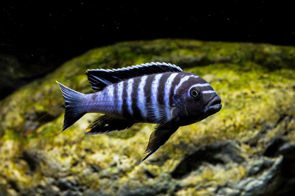 Cynotilapia afra maison reef Rebecca Tieseler 1