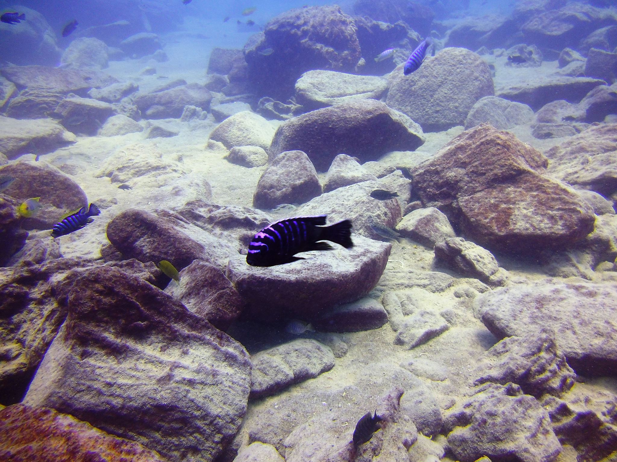 Cynotilapia afra UND zebroides chizumulu Pete Barnes