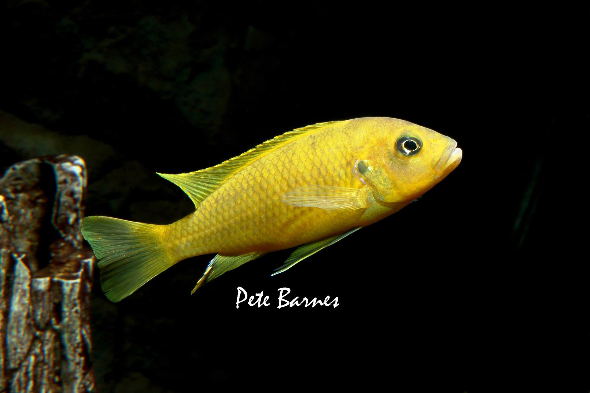 Cynotilapia sp lion ntekete liwani pete barnes