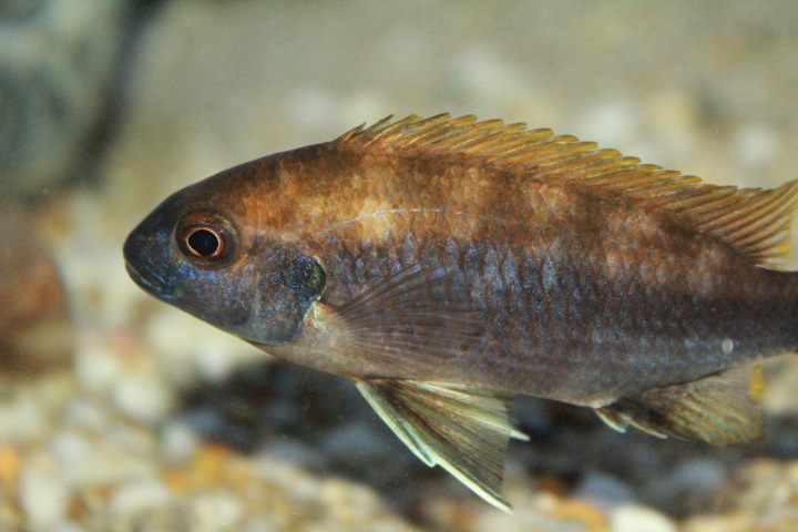 Gephyrochromis lawsi Christoph Kroboth