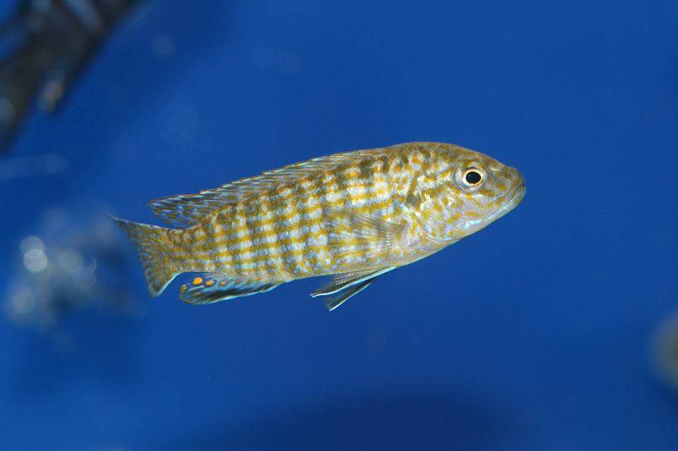 Labidochromis flavigulis