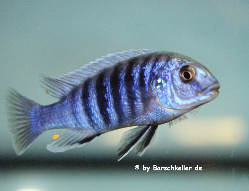 labidochromis freibergi Birger Lessow