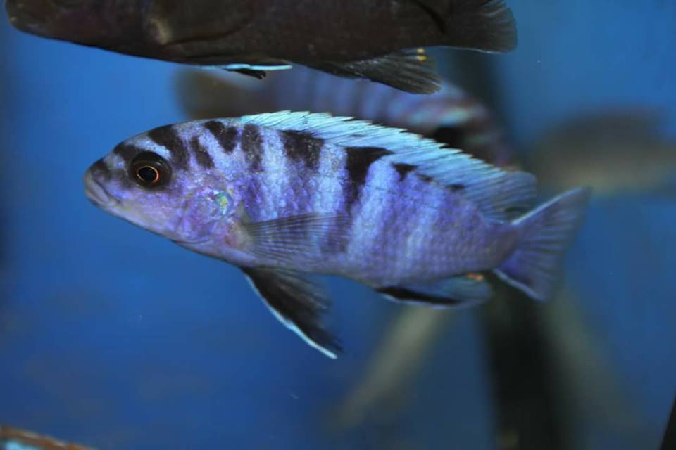 Labidochromis sp. "gigas mara"