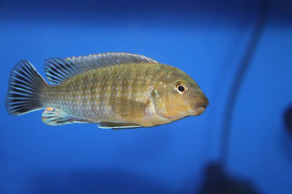 Labidochromis vellicans