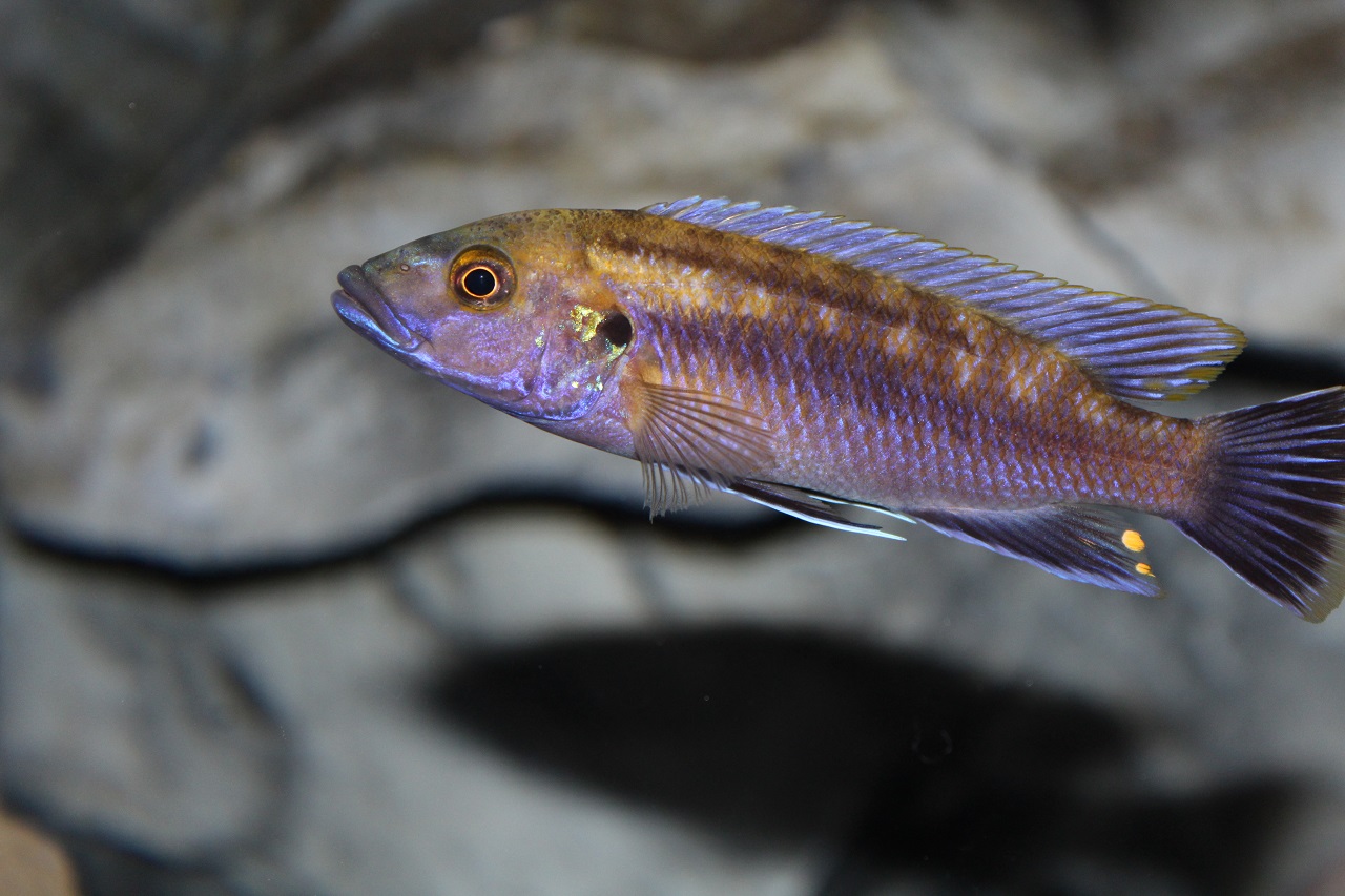 Melanochromis robustus