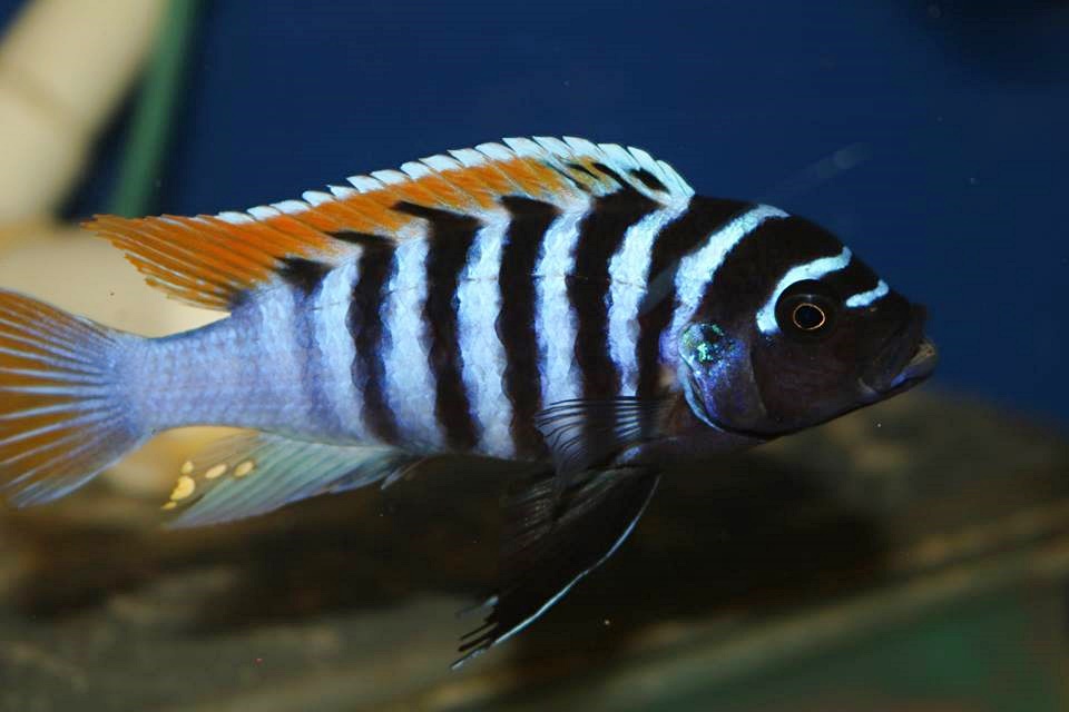 Metriaclima pyrsonotus kambiri BB Mnnchen Elton Panagi