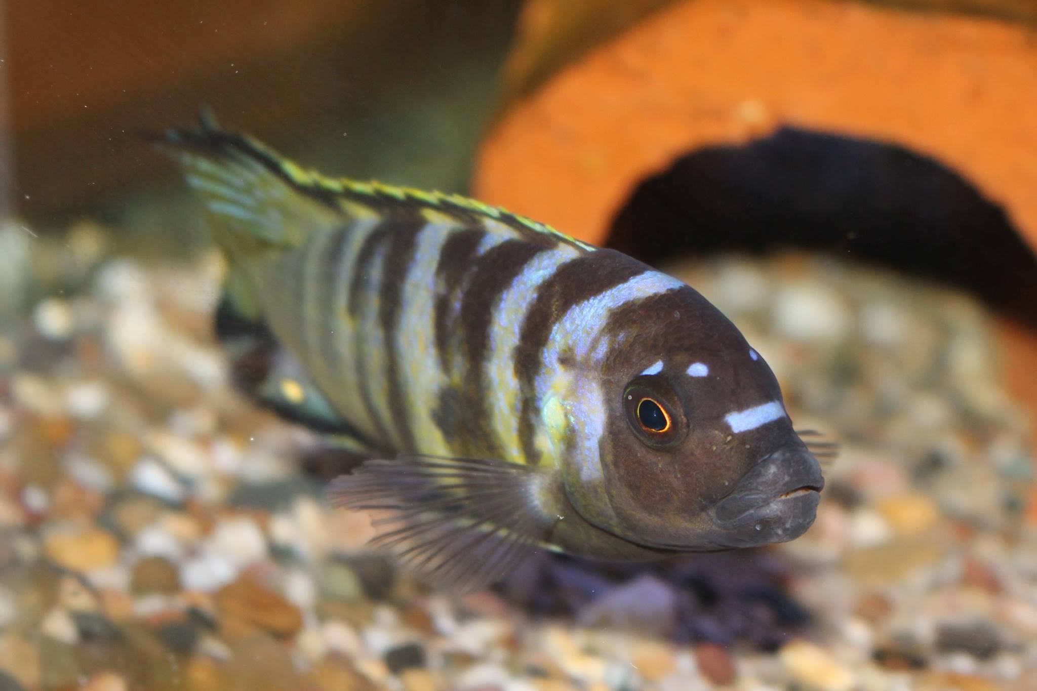 Metriaclima sp. elongatus bee chirwa Mnnchen Jan Steger 3