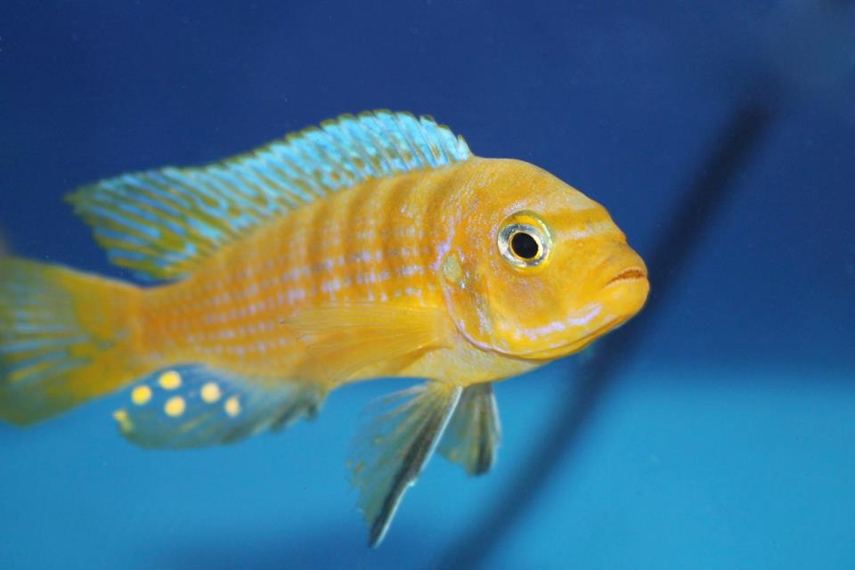 Metriaclima sp. kingsizei lupingu Mnnchen Jan Steger 1