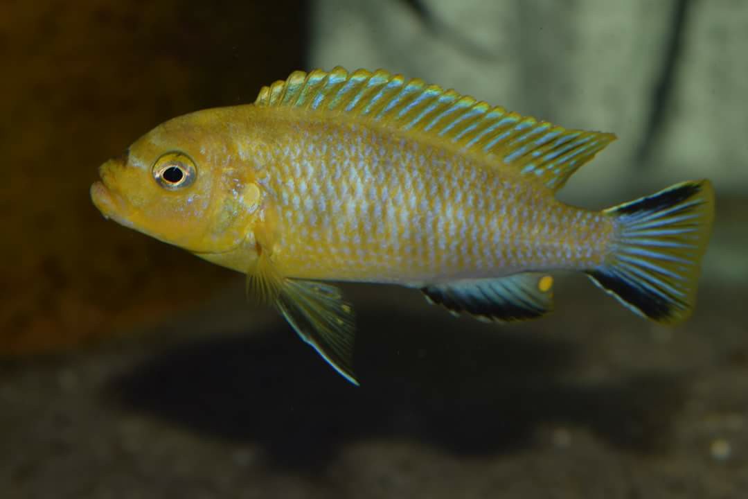 Maylandia / Metriaclima sp. "lime nkhomo"