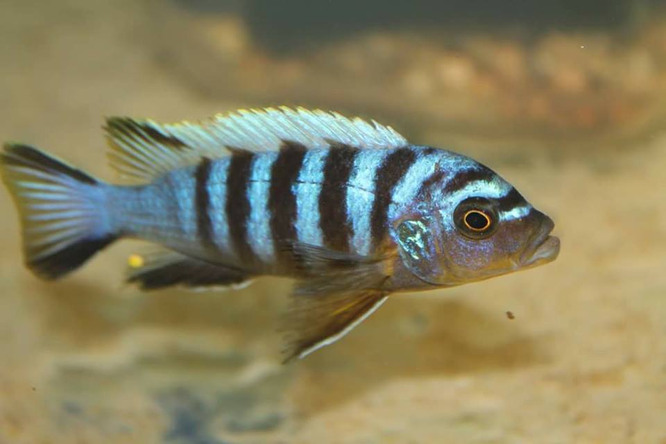 Metriaclima sp. zebra mbowe Männchen Elton Panagi 2