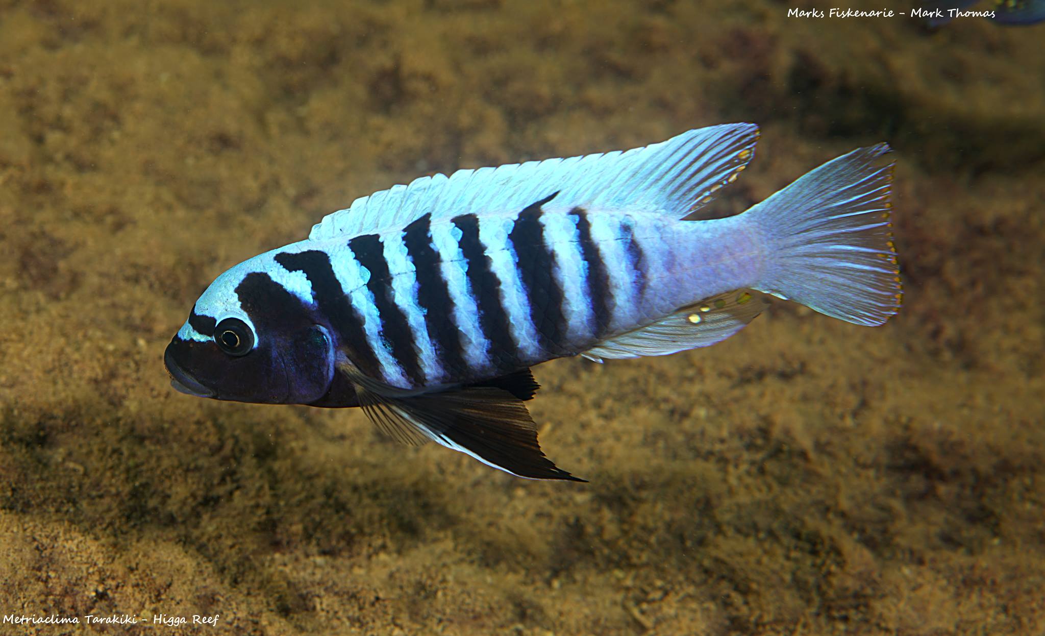 Metriaclima tarakiki higga reef Mark Thomas