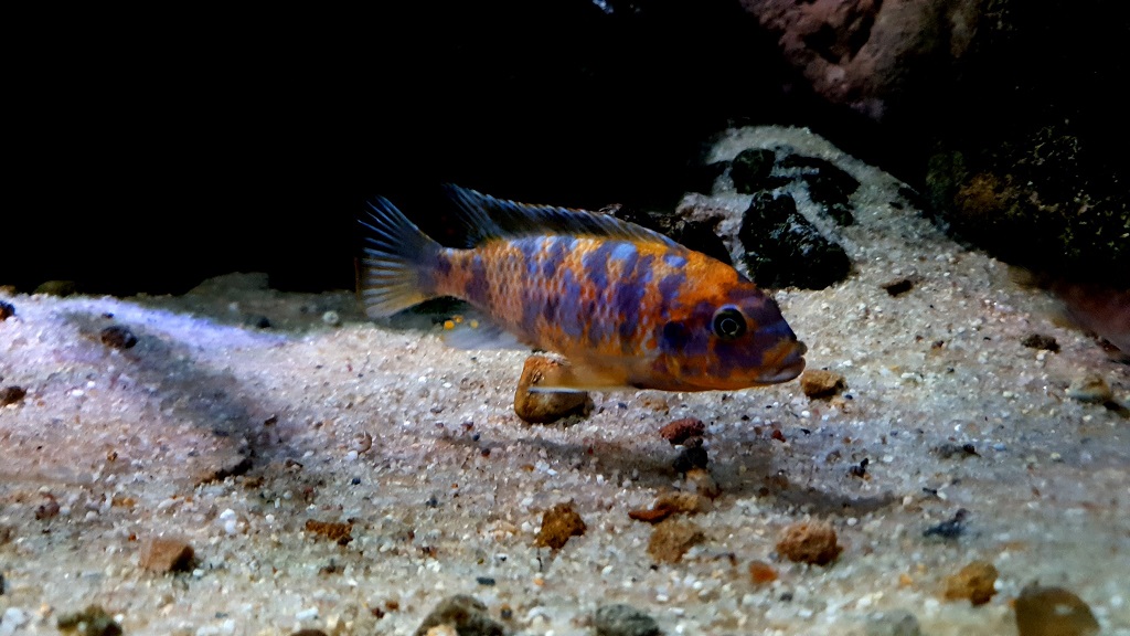 Metriaclima xanstomachus steven sasin