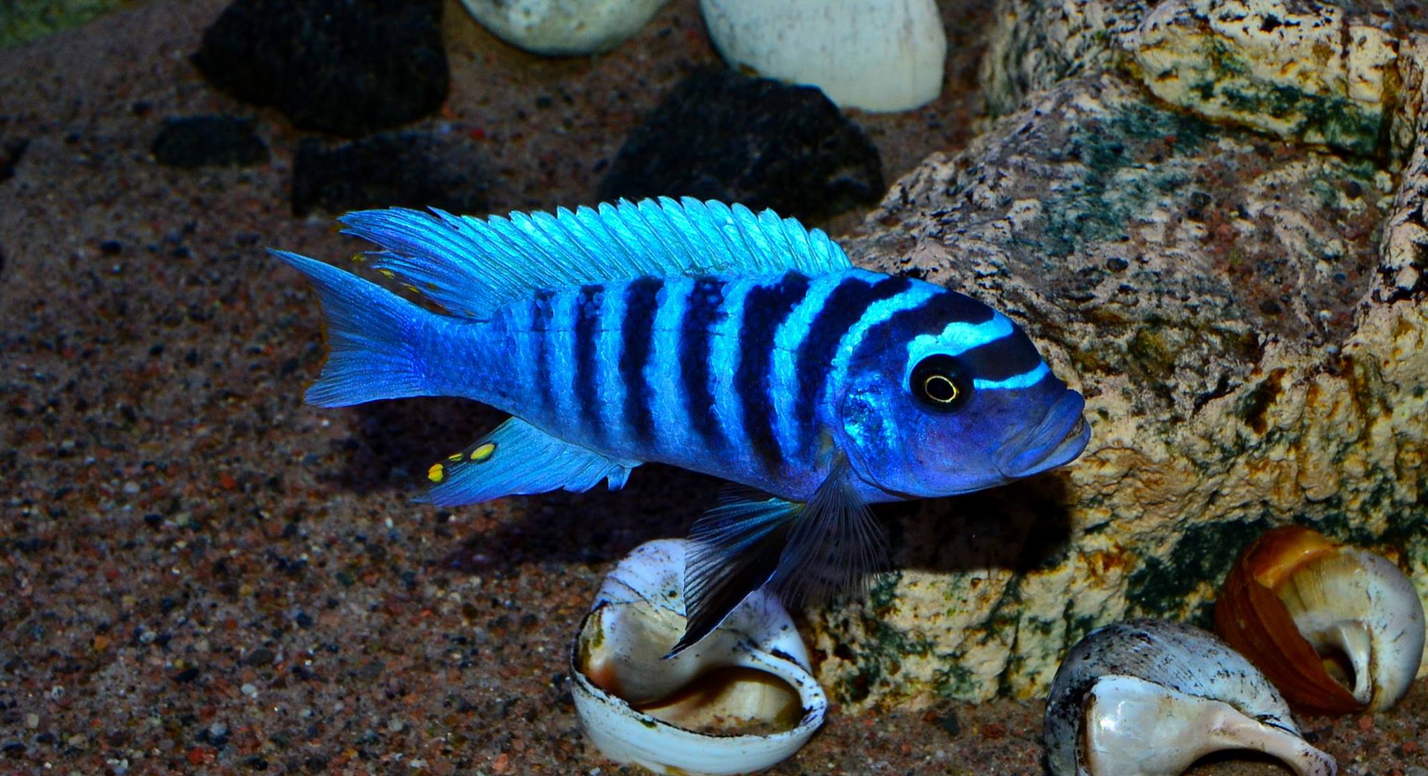 Metriaclima zebra