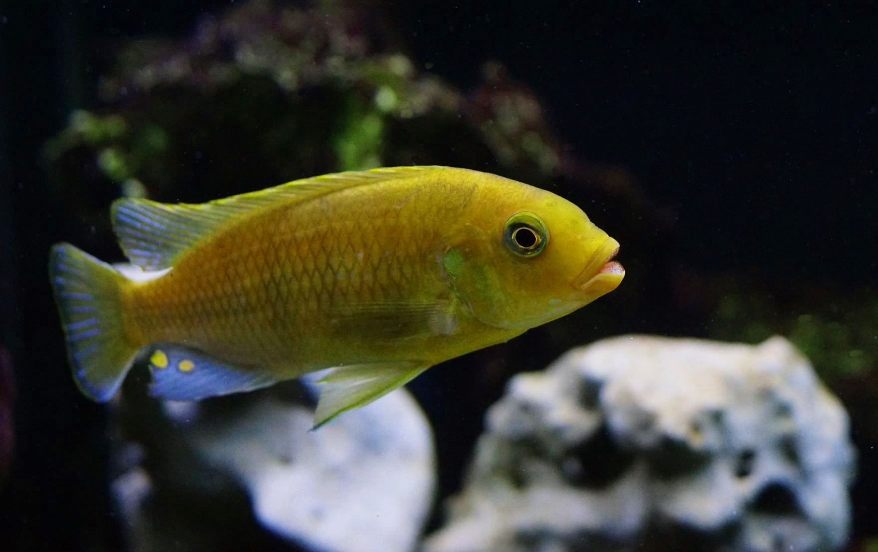 Petrotilapia xanthos gallireya reef Männchen Malawimbuna Patrice