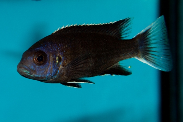 pseudotropheus elegans ngara Birger Lessow