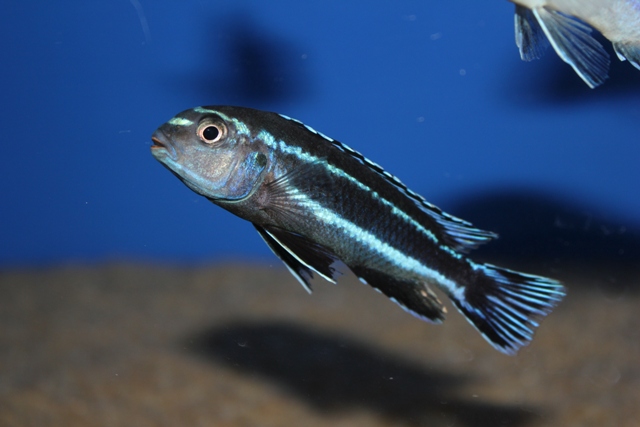 Pseudotropheus johannii gome Birger Lessow