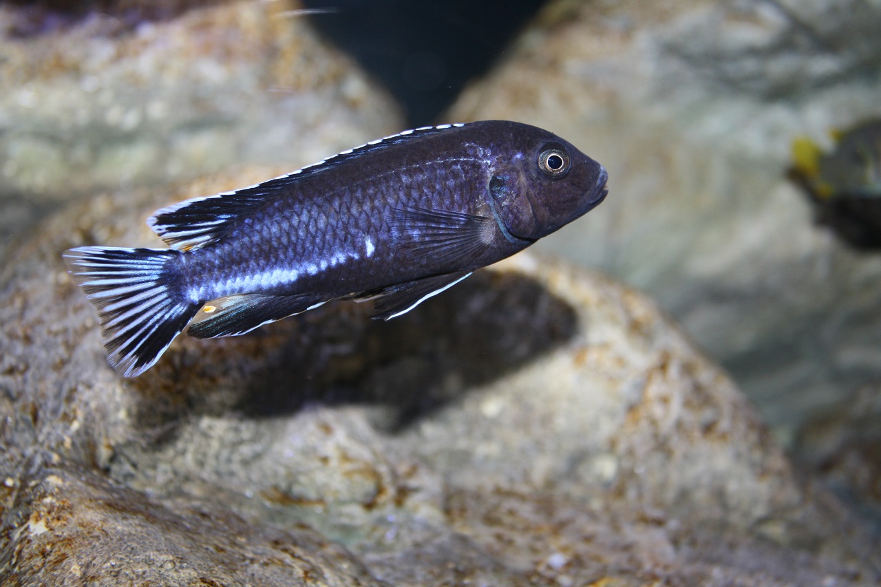 Pseudotropheus perileucos