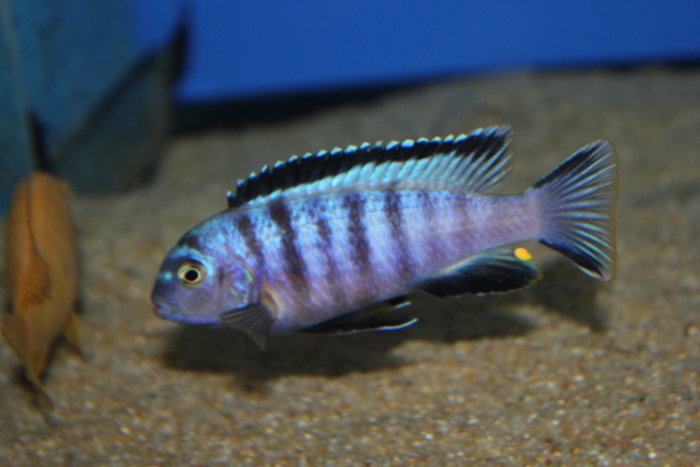 Pseudotropheus sp. "ndumbi gold"