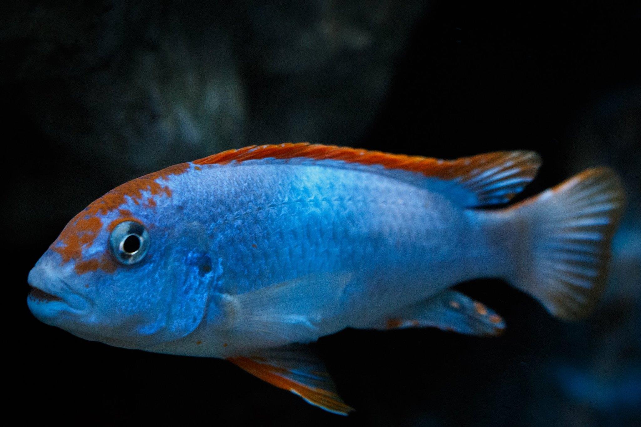 Pseudotropheus sp. "perspicax orange cap"