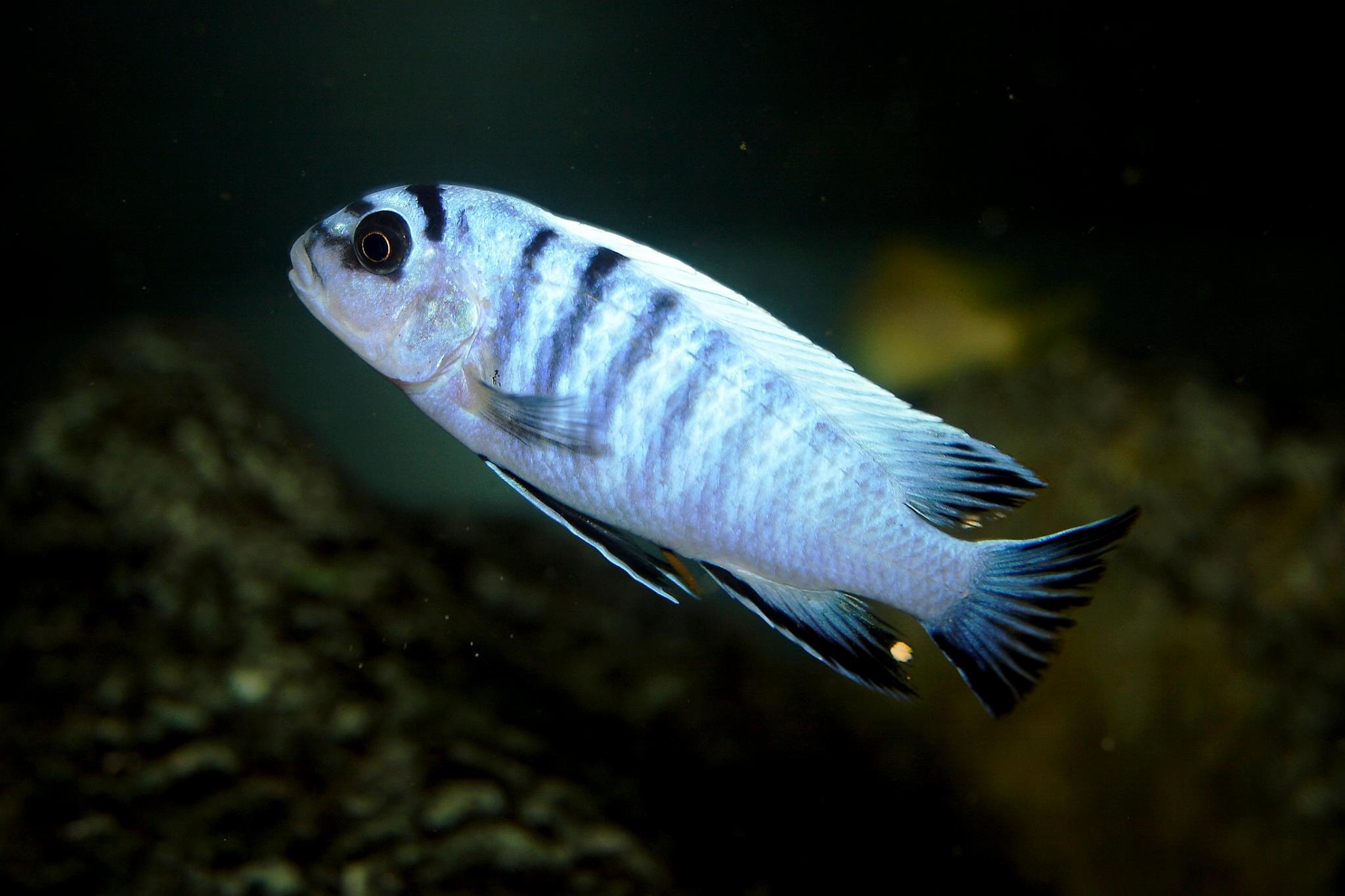 Pseudotropheus perspicax tanzania nhege.peteBarnes