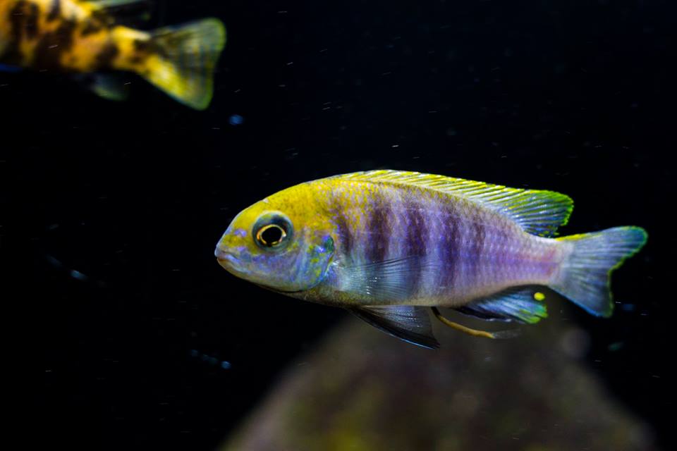 Tropheops sp. macropthalmus chitimbia blue Mnnchen Rebecca Tieseler 1