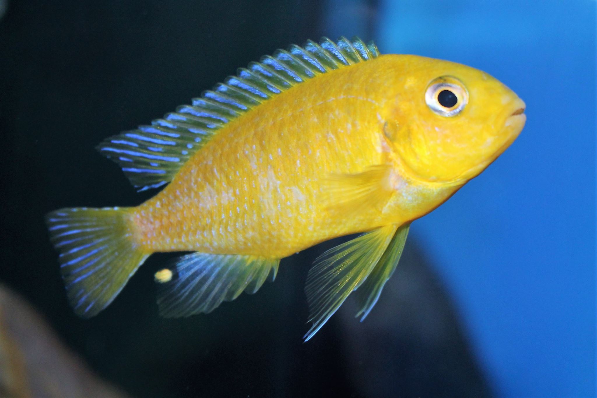 Tropheops macrophthalmus chitimba gold Mnnchen Jan Steger