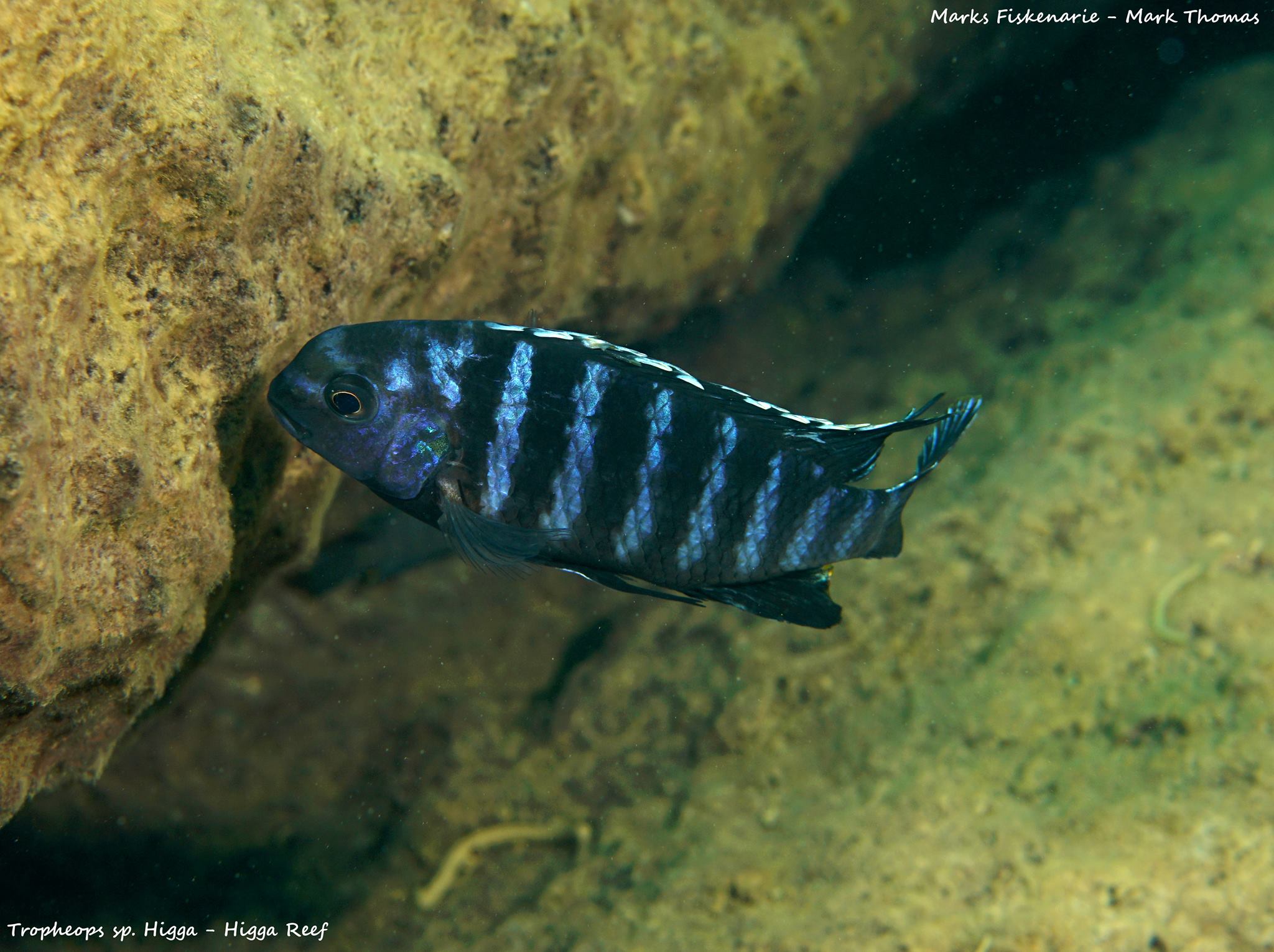 Tropheops sp higga higga reef Mark Thomas