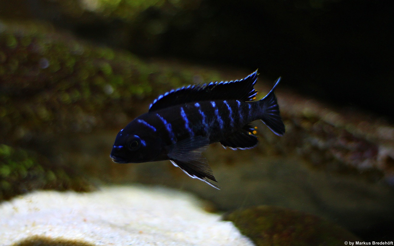 Tropheops sp. elongatus mbako undu reef Markus Bredehöft 4