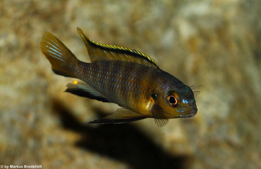 Tropheops tropheops Makokola.Markus Bredehft