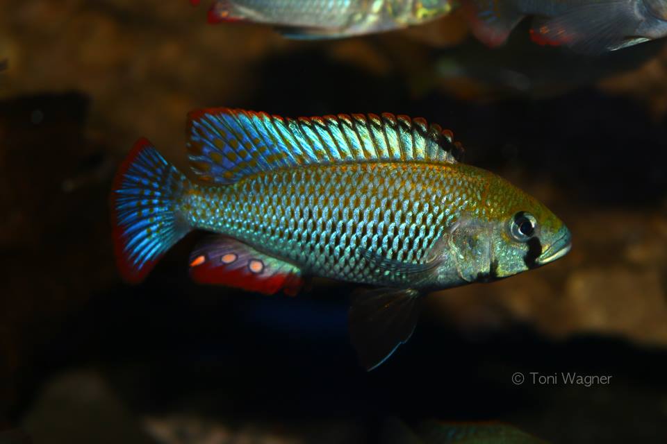 Astatotilapia calliptera thumbi east Mnnchen Toni Wagner 1