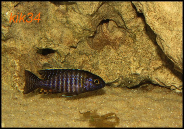 Aulonocara sp. "chitande type masinje"