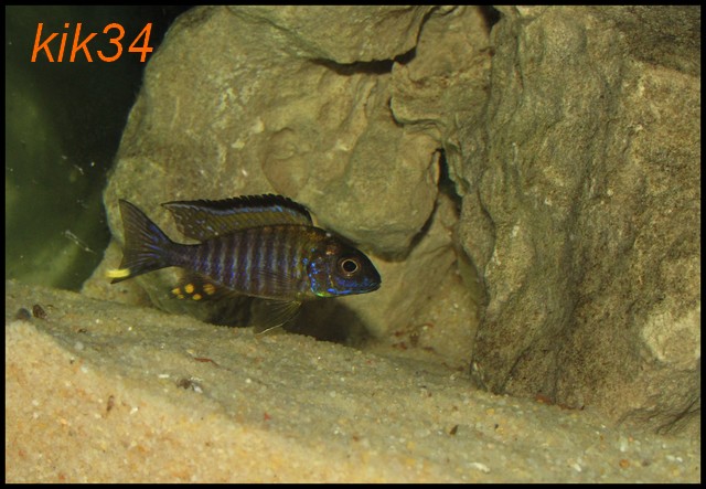 Aulonocara sp. "chitande type north"