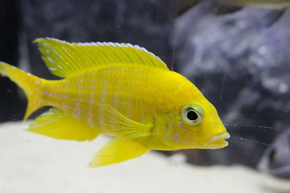 Aulonocara sp. stuartgranti maleri maleri Mnnchen Daniel Malawizucht