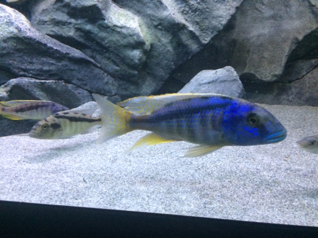 Buccochromis heterotaenia männchen Matthias Högner