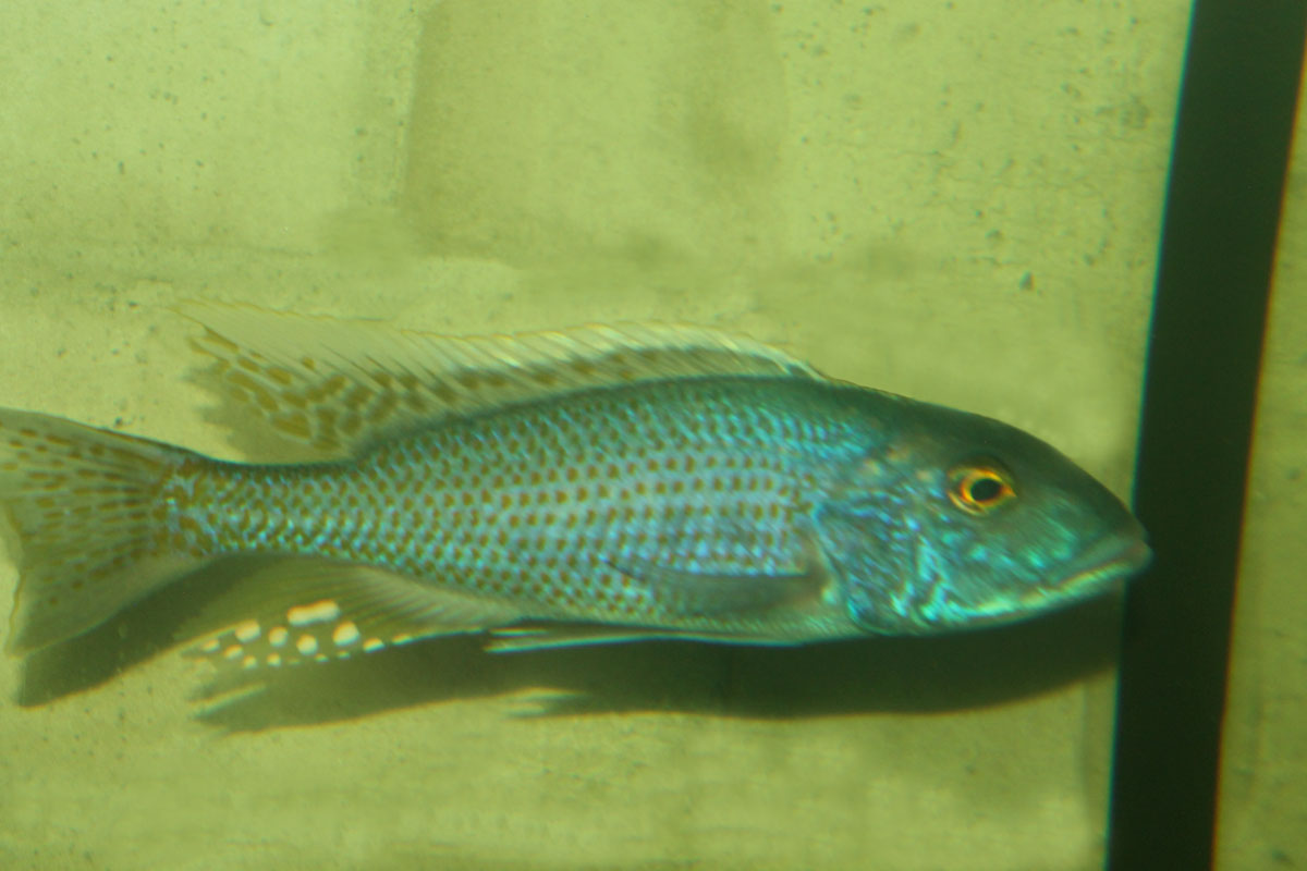 Buccochromis lepturus