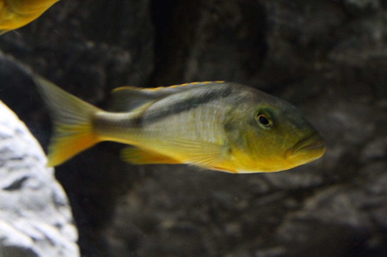 Buccochromis rhoadesii Andreas Seisenberger 1