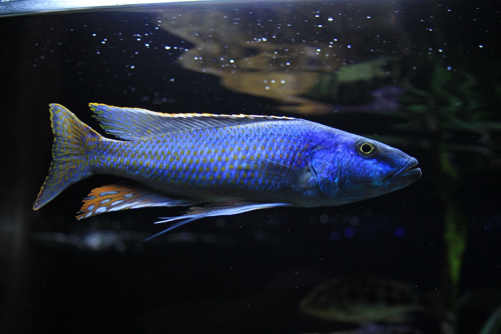 Champsochromis spilorhynchus Lukas Meierjohann 4