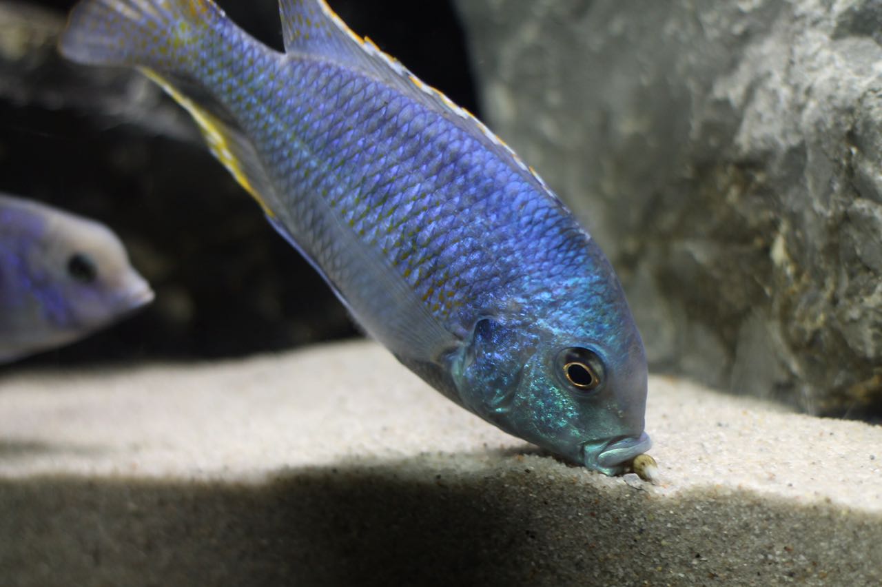 Chilotilapia rhoadesii Bianca Seisenberger 3