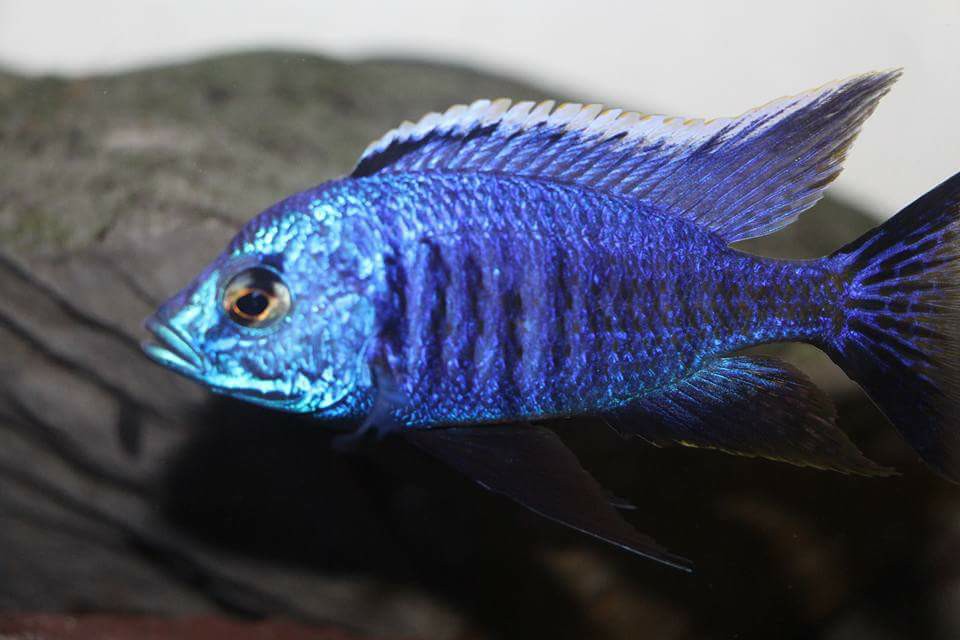 Copadichromis azureus mbenji Mnnchen   Daniel Malawizucht 1