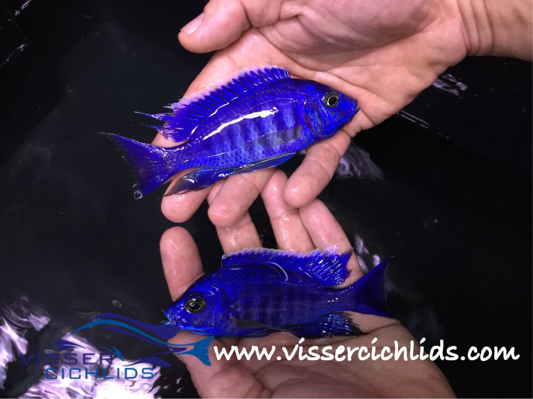 Copadichromis auzreus mbenji WF Michael Visser