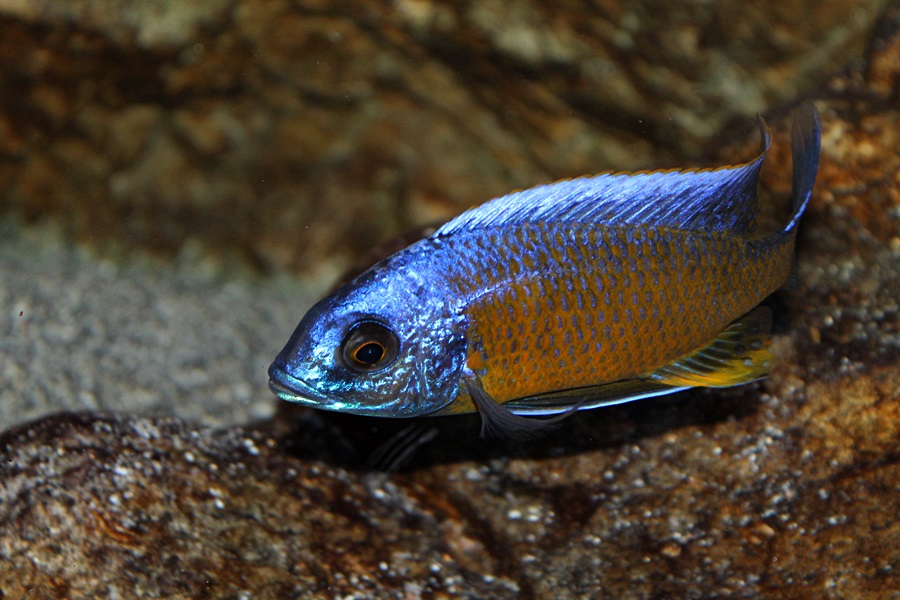 Copadichromis borleyi