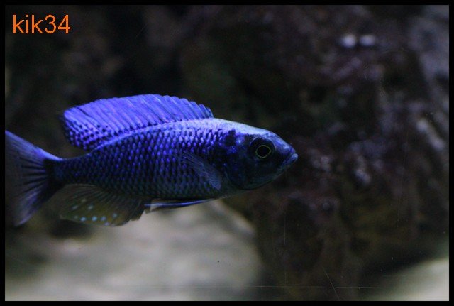 Copadichromis Chrysonotus male yann dupuy